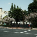 Japanese street with cherry blossoms.